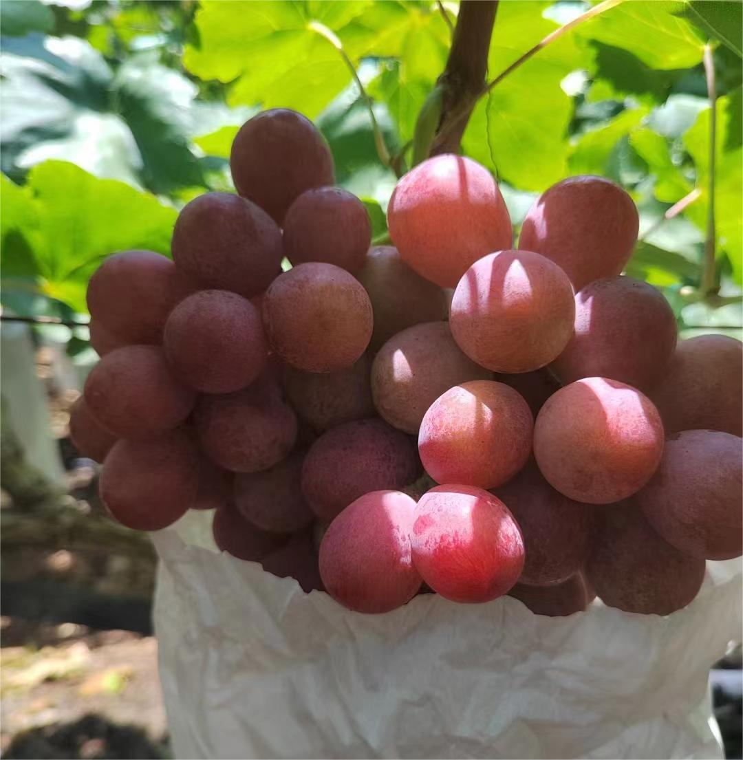 WIKEE GRAPE SEASON BEGINS 2023